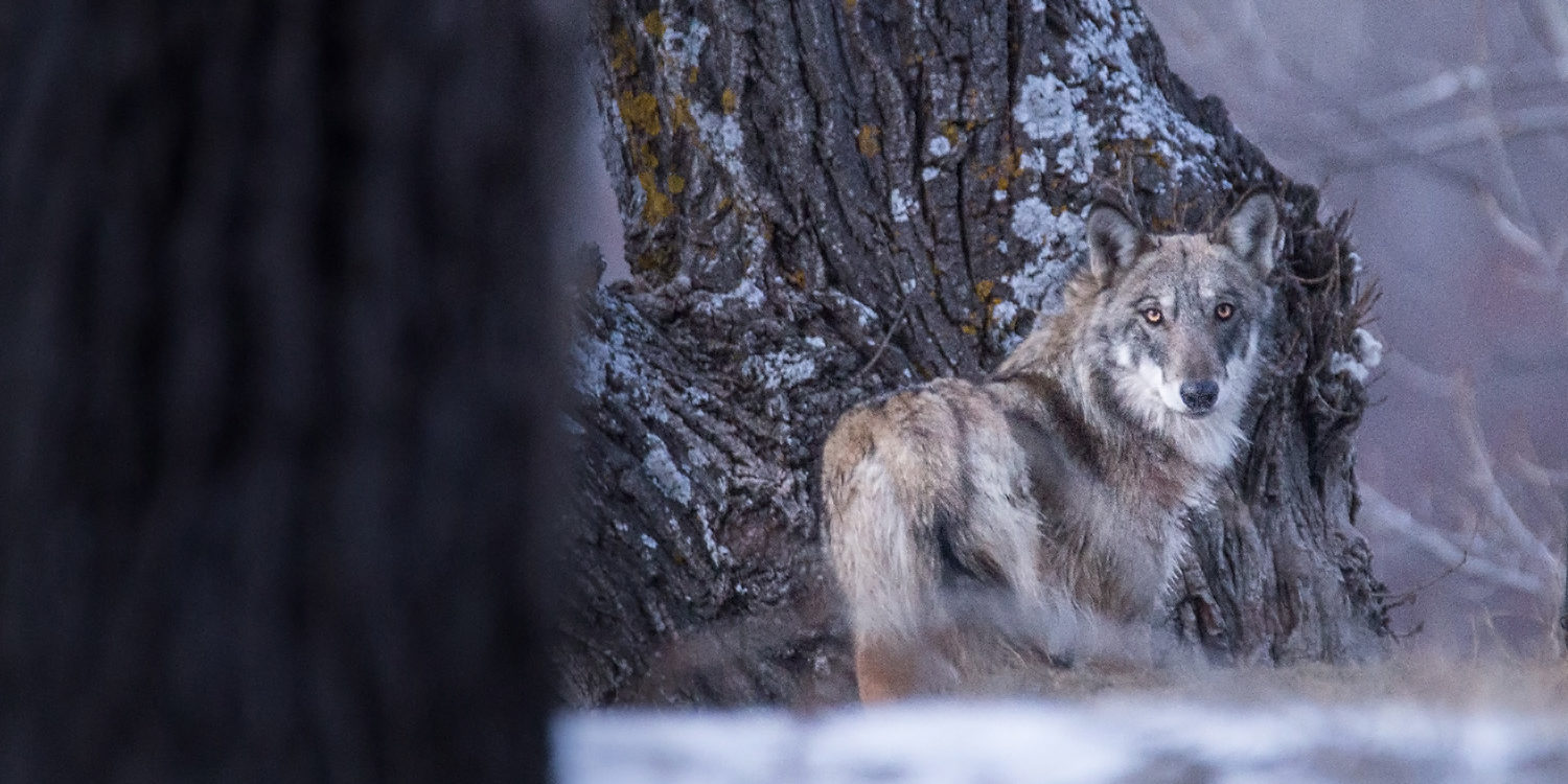 loup (Canis lupus) photographié dans les Alpes par Léo Gayola