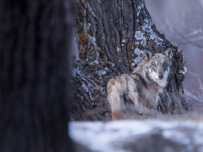 loup (Canis lupus) photographié dans les Alpes par Léo Gayola