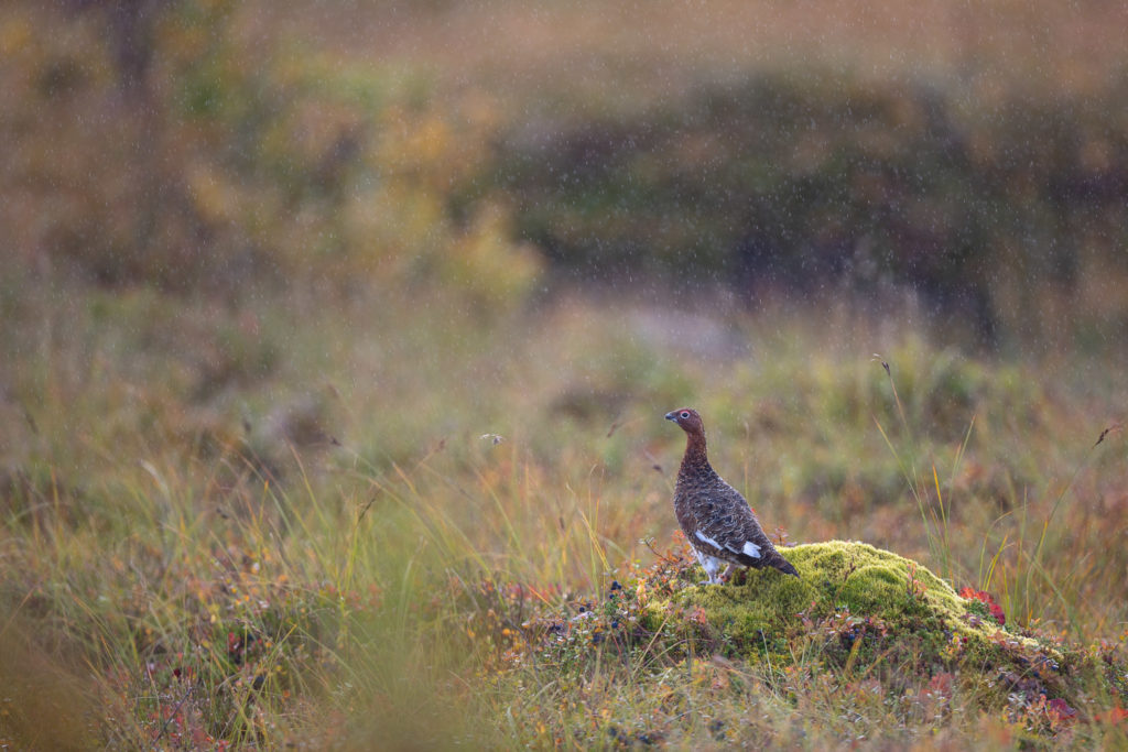 Un oeil sur la Nature | NORVÈGE – Laponie norvégienne en automne