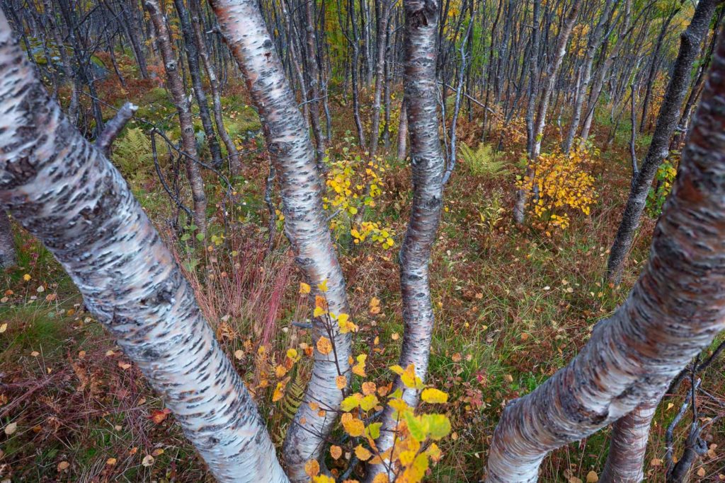 Un oeil sur la Nature | NORVÈGE – Laponie norvégienne en automne