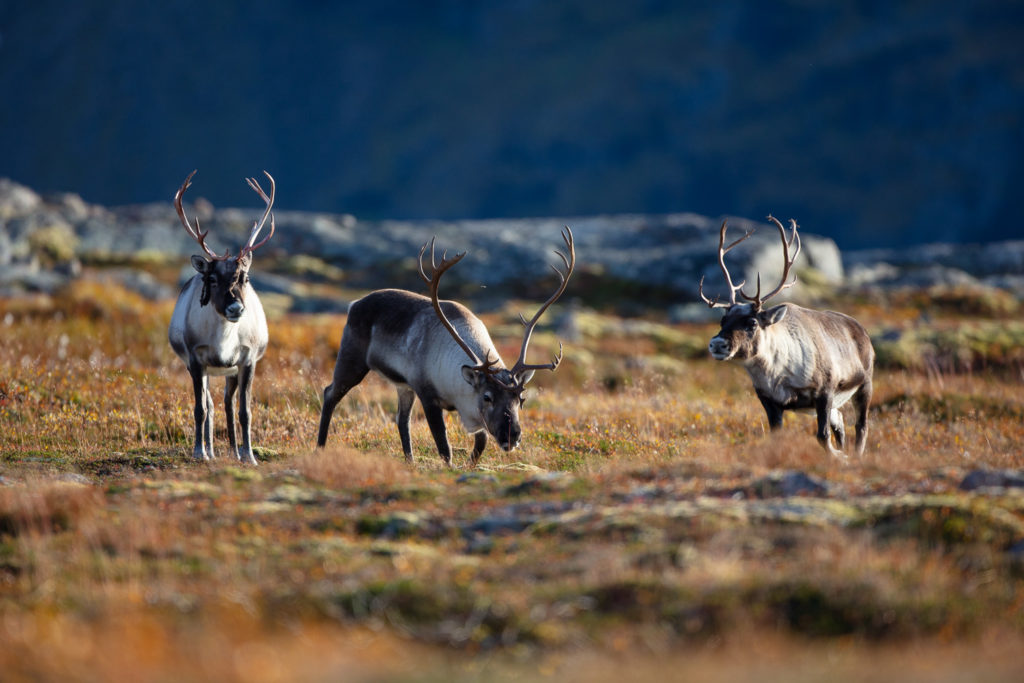 Un oeil sur la Nature | NORVÈGE – Laponie norvégienne en automne