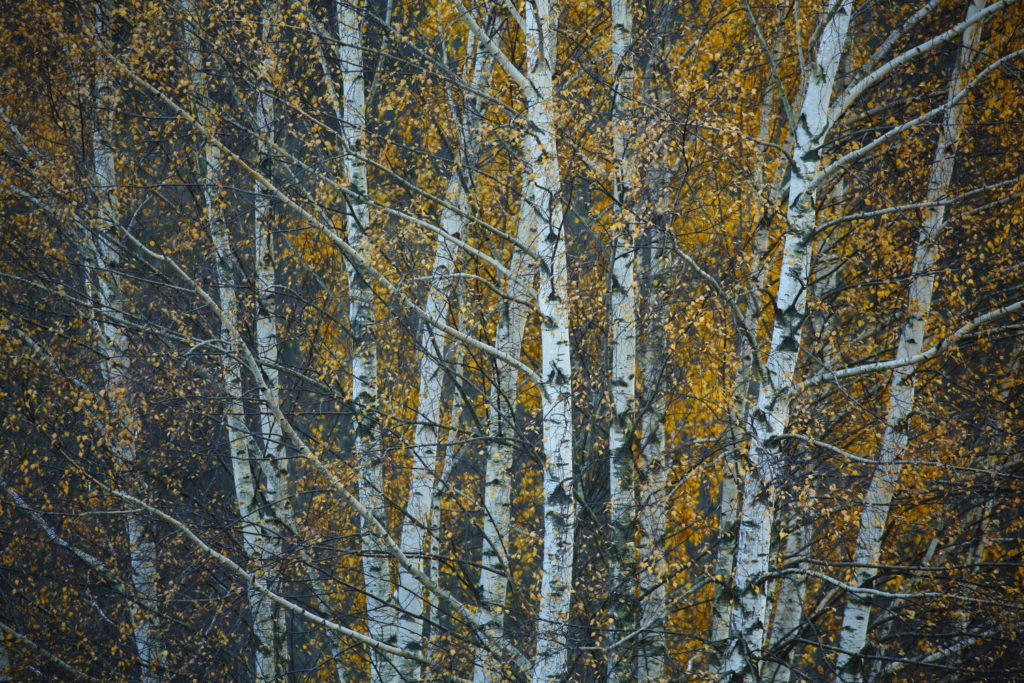 Un oeil sur la Nature | POLOGNE – Un automne dans les Carpates