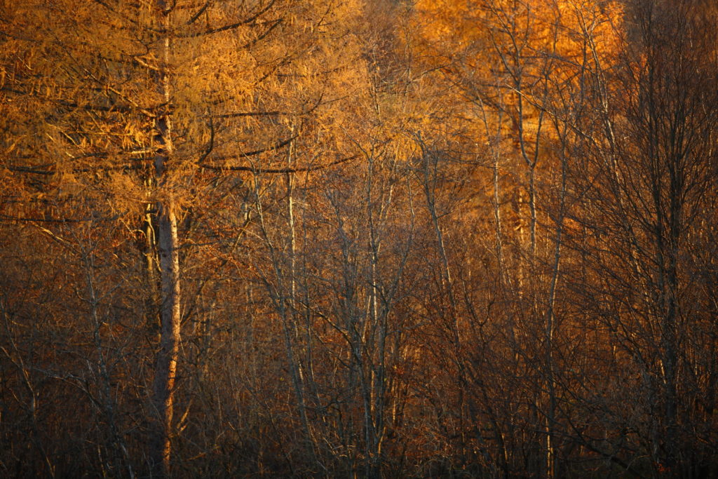 Un oeil sur la Nature | POLOGNE – Un automne dans les Carpates