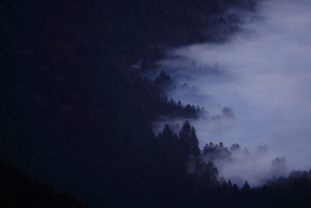 Un oeil sur la Nature | FRANCE – Dans l’univers du chamois des Vosges