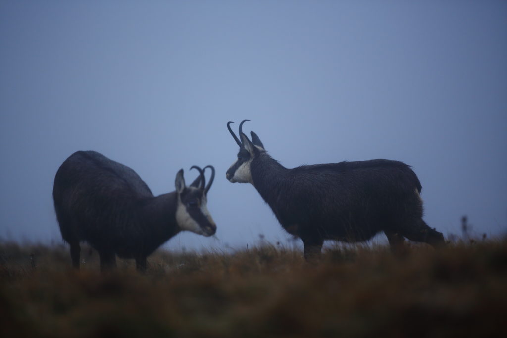 Un oeil sur la Nature | FRANCE – Dans l’univers du chamois des Vosges