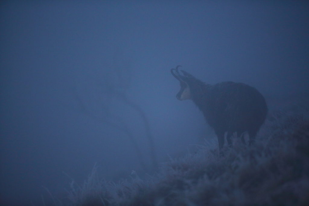 Un oeil sur la Nature | FRANCE – Dans l’univers du chamois des Vosges