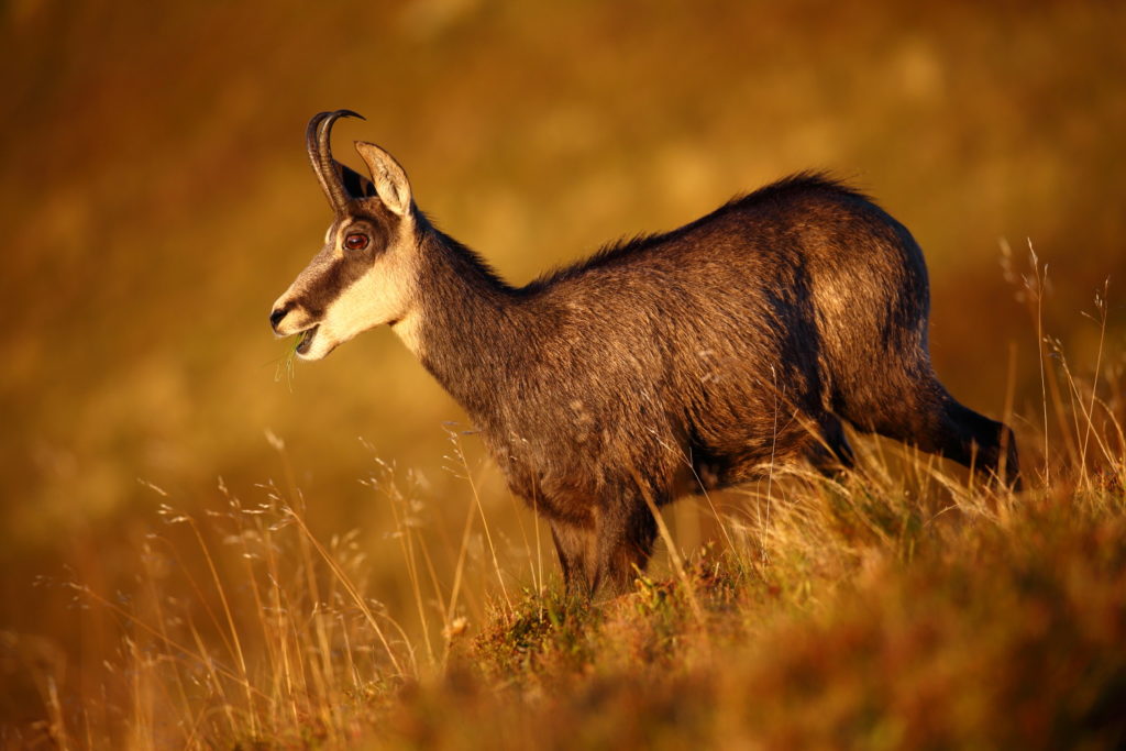 Un oeil sur la Nature | FRANCE – Dans l’univers du chamois des Vosges