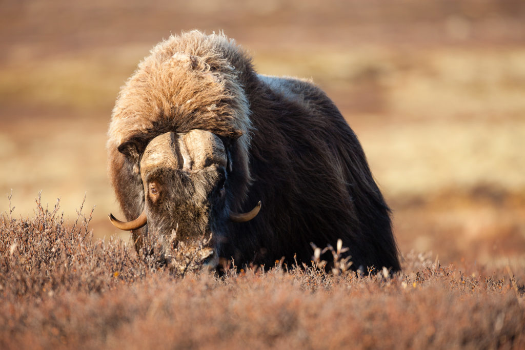 Un oeil sur la Nature | NORVÈGE – Bœufs musqués et rennes sauvages