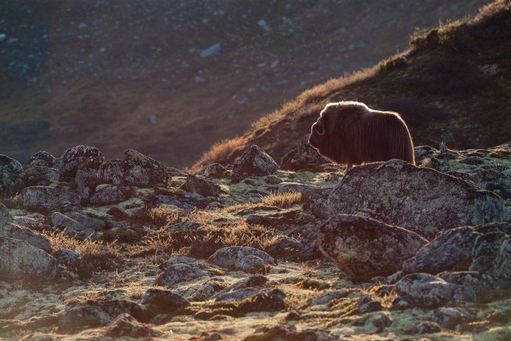 Un oeil sur la Nature | NORVÈGE – Bœufs musqués en automne