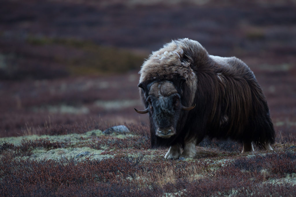 Un oeil sur la Nature | NORVÈGE – Bœufs musqués en automne