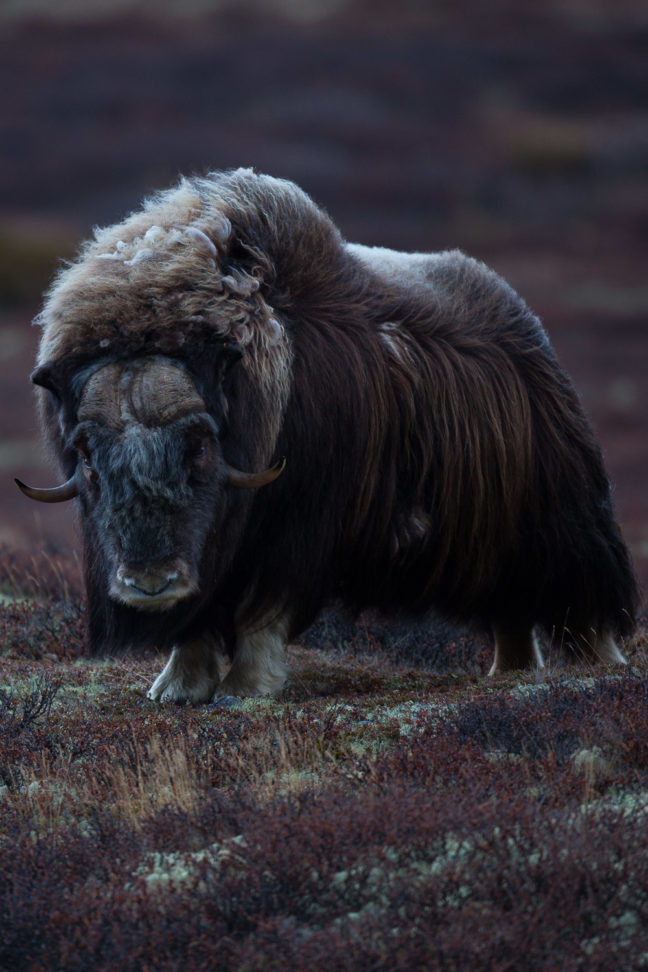 boeuf musqué dans le Dovrefjell en automne, durant un voyage photo en Norvège
