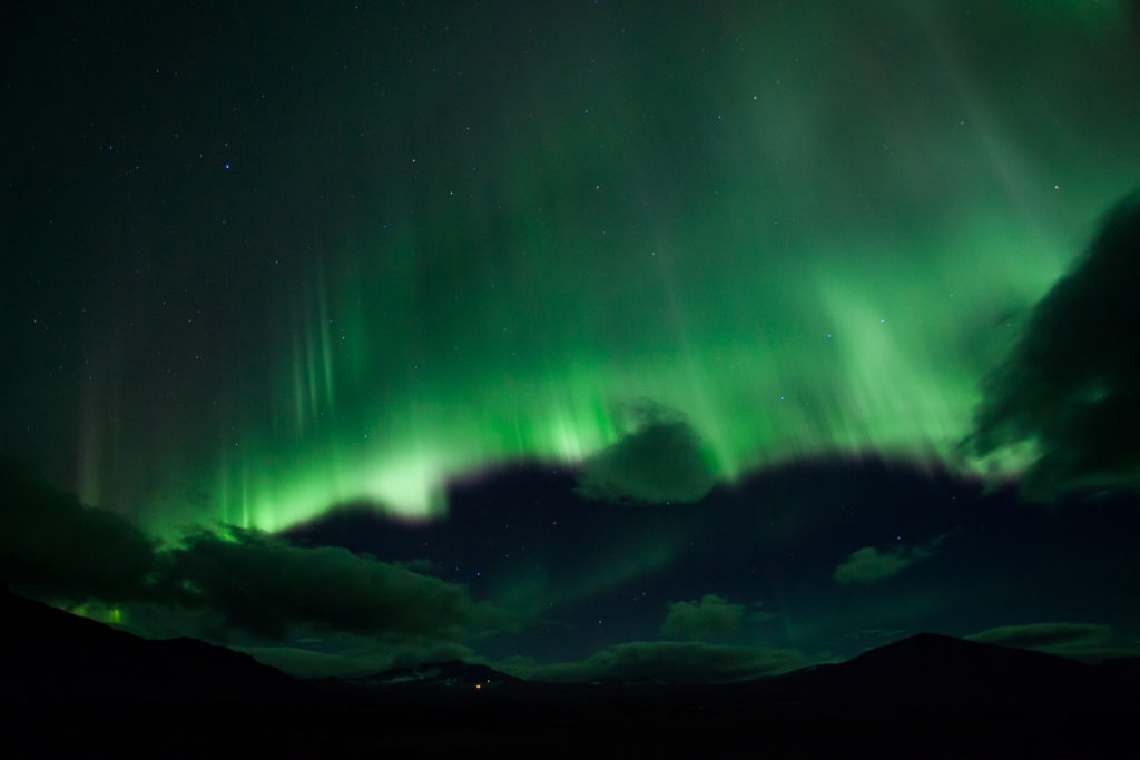 Un oeil sur la Nature | NORVÈGE – Bœufs musqués en automne