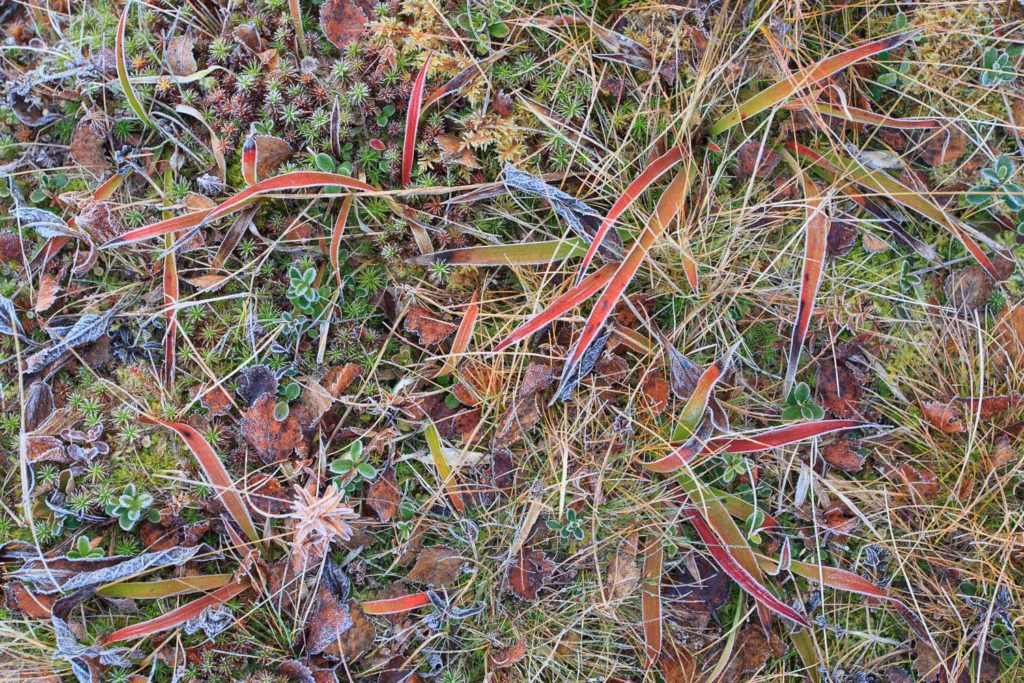 Un oeil sur la Nature | NORVÈGE – Bœufs musqués en automne