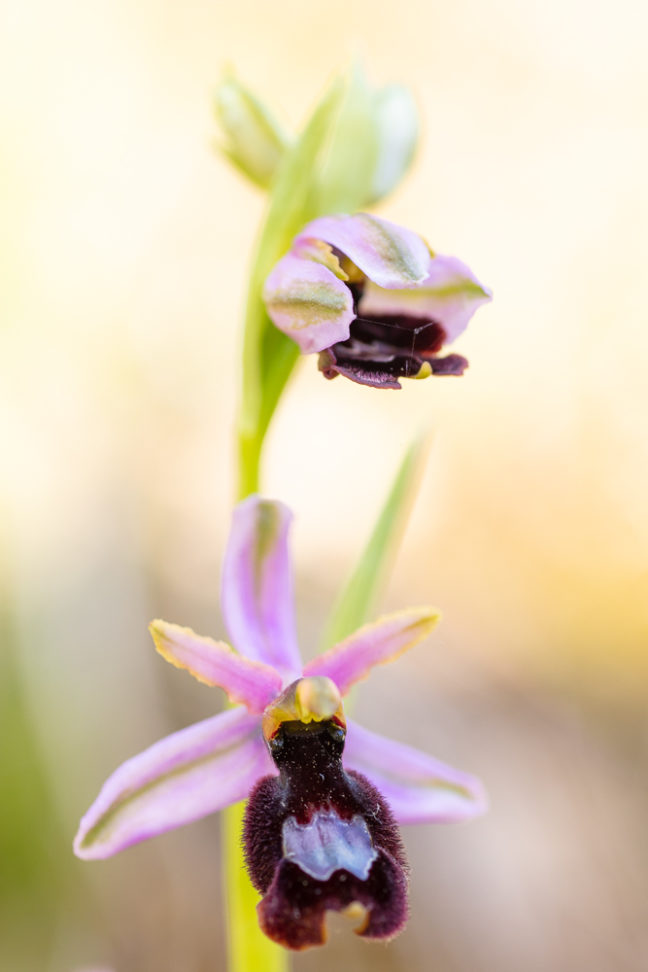 Orchidée Ophrys de la Drôme, Ophrys drumana photographiée en stage photo