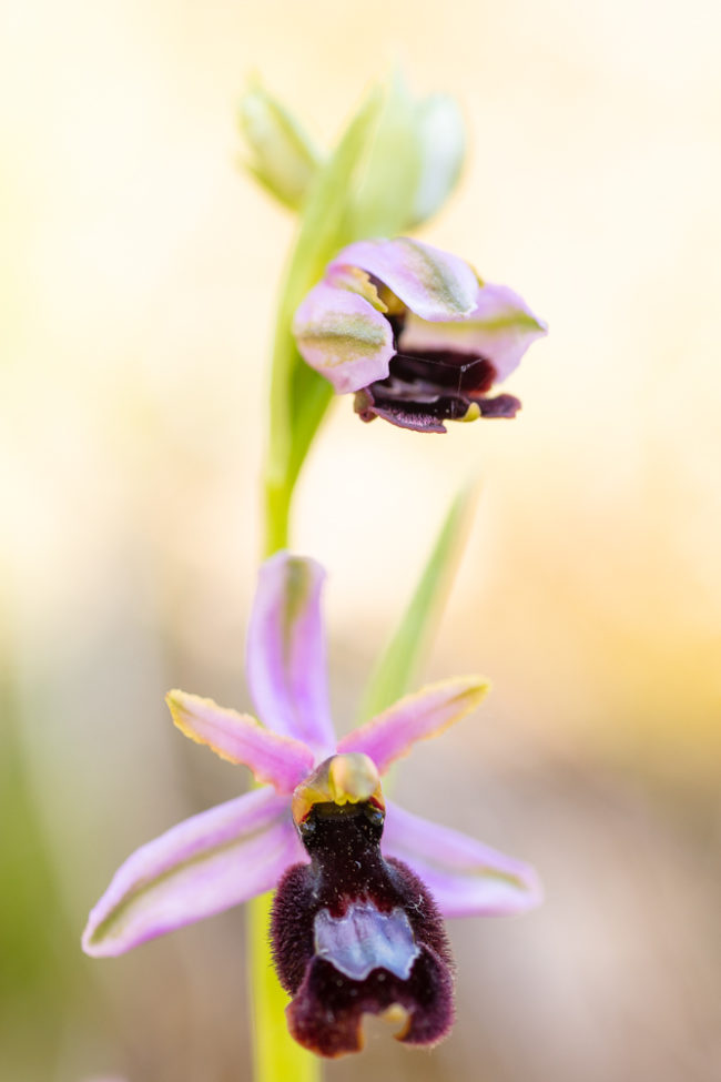Orchidée Ophrys de la Drôme, Ophrys drumana photographiée en stage photo
