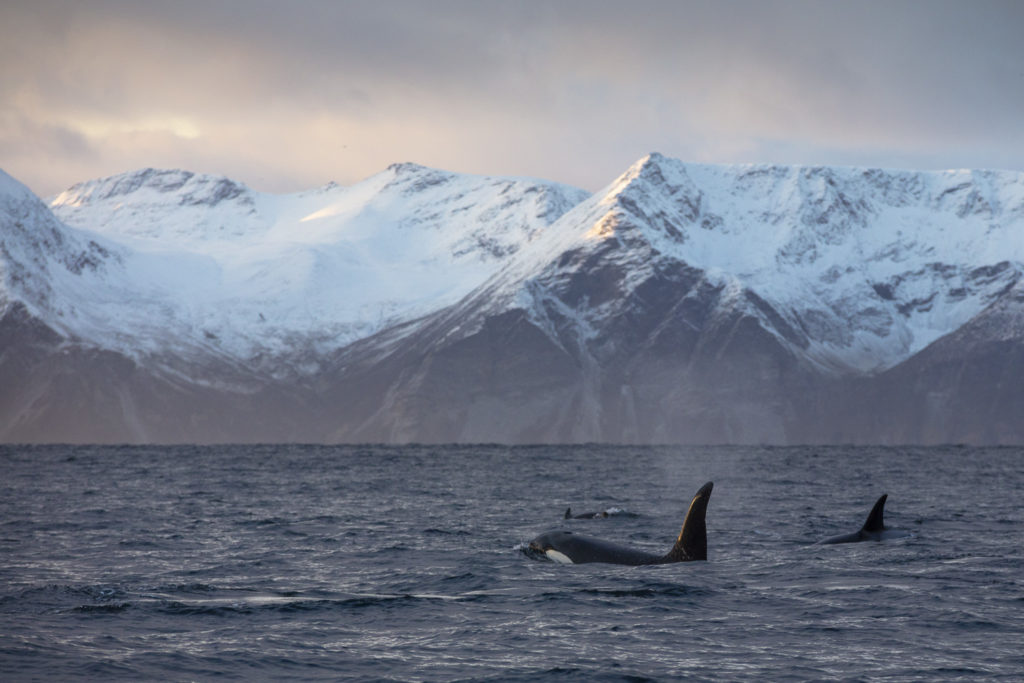 Un oeil sur la Nature | NORVÈGE – Orques et aurores boréales