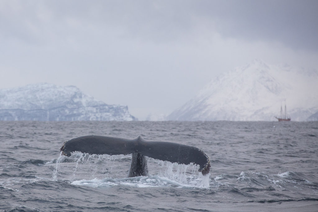 Un oeil sur la Nature | NORVÈGE – Orques et aurores boréales