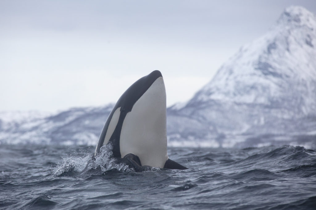 Un oeil sur la Nature | NORVÈGE – Orques et aurores boréales