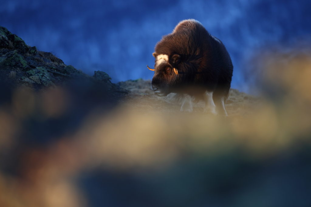 Un oeil sur la Nature | NORVEGE – Au pays des bœufs musqués