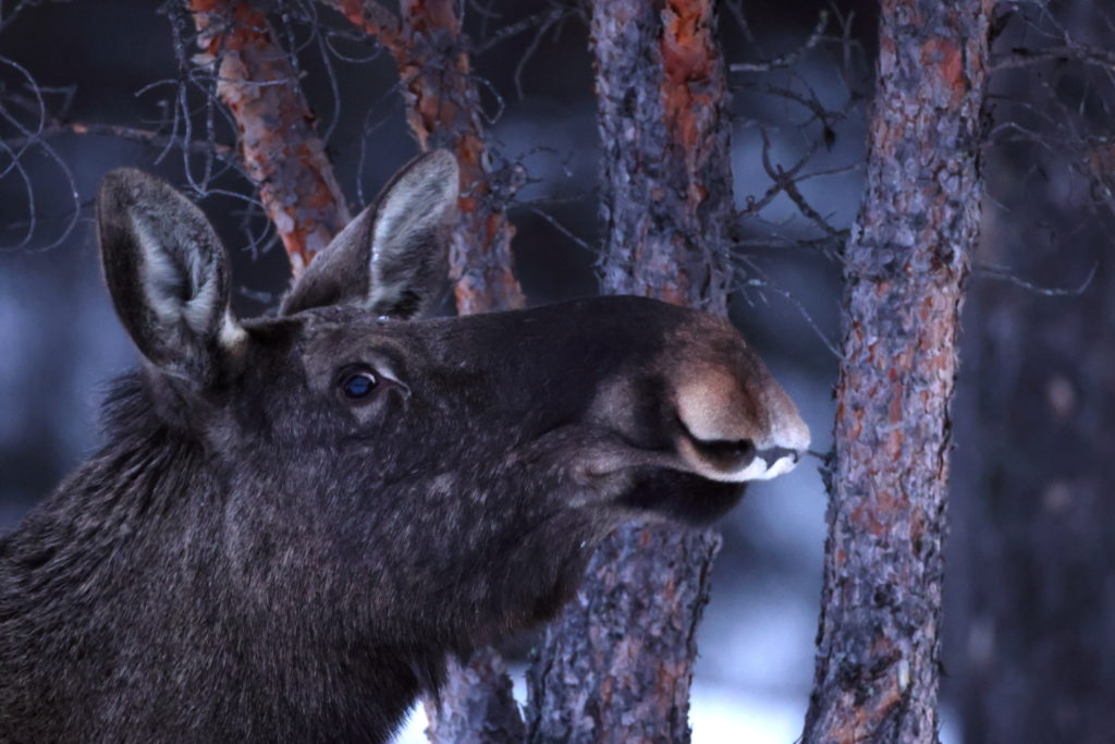 Un oeil sur la Nature | NORVEGE – Au pays des bœufs musqués