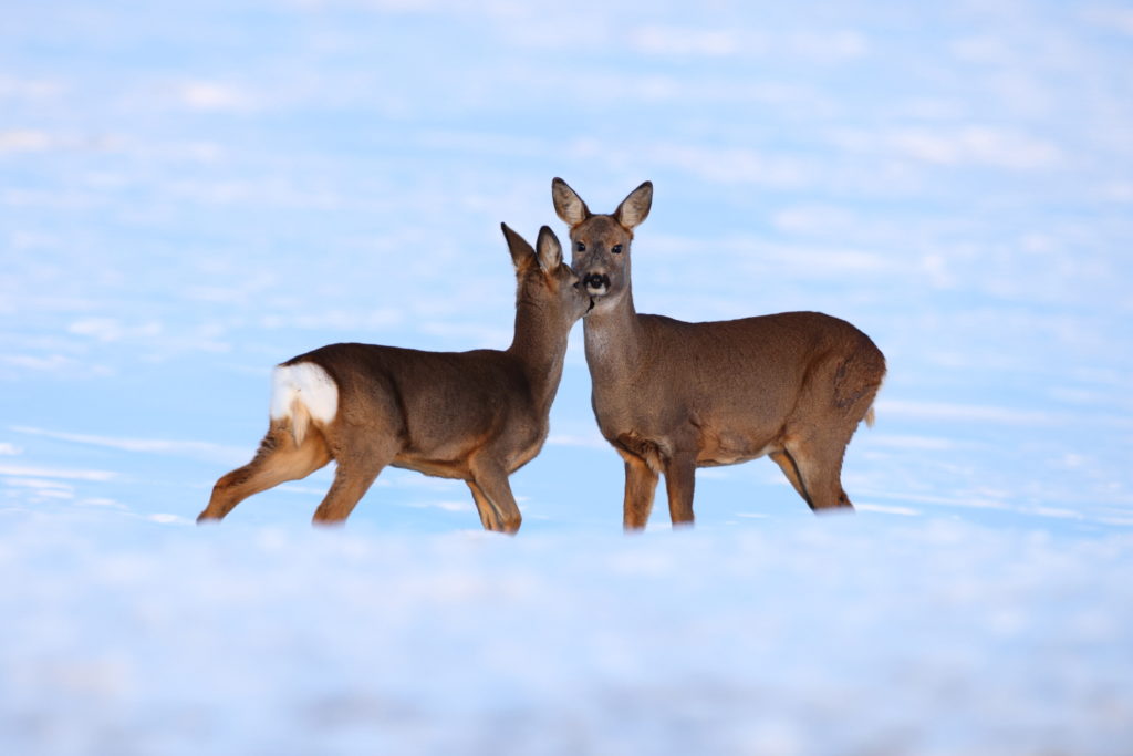 Un oeil sur la Nature | NORVEGE – Au pays des bœufs musqués