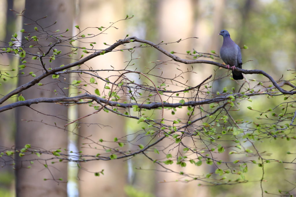 Un oeil sur la Nature | BELGIQUE – Hallerbos – Bois de Hal