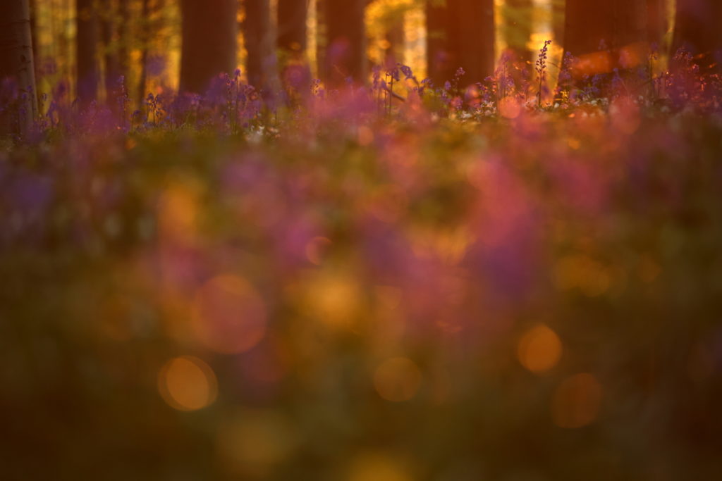 Un oeil sur la Nature | BELGIQUE – Hallerbos – Bois de Hal