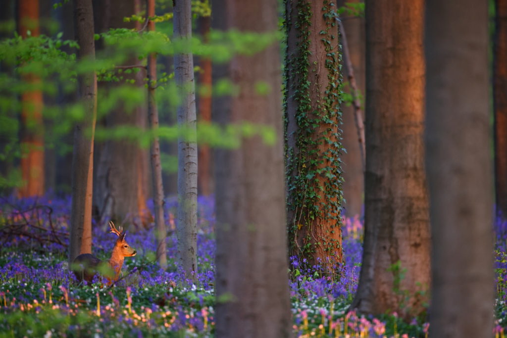 Un oeil sur la Nature | BELGIQUE – Hallerbos – Bois de Hal