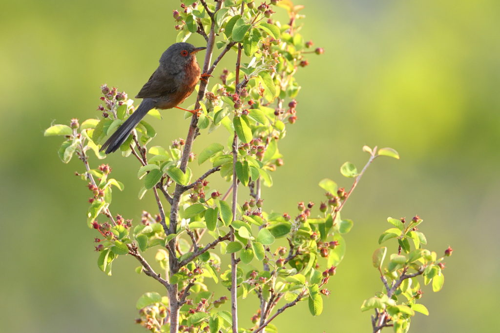 Un oeil sur la Nature | FRANCE – Oiseaux méditerranéens