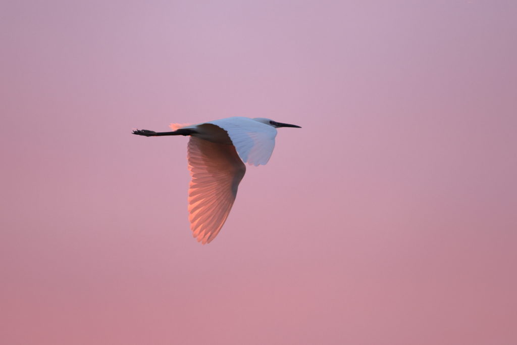 Un oeil sur la Nature | FRANCE – Oiseaux méditerranéens