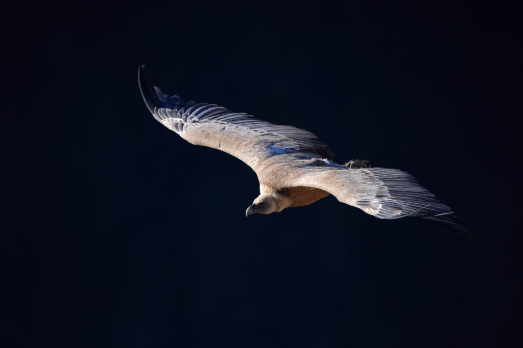 Un oeil sur la Nature | FRANCE – Oiseaux méditerranéens