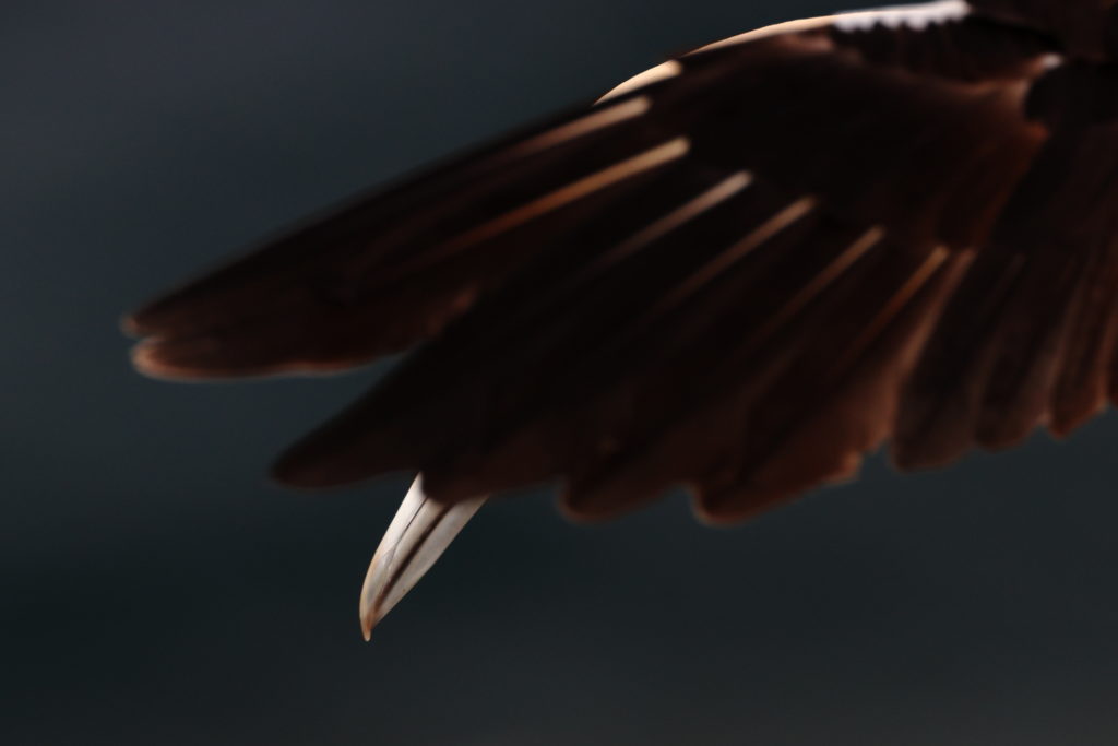Un oeil sur la Nature | ÉCOSSE – Les oiseaux marins de la Côte Est