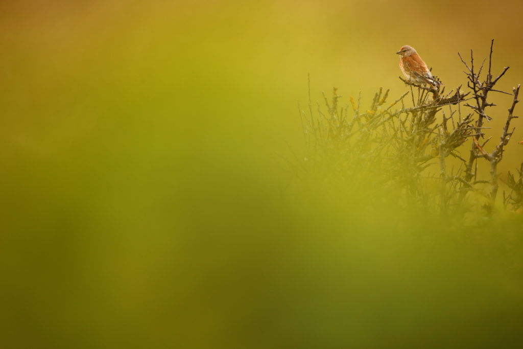 Un oeil sur la Nature | ÉCOSSE – Les oiseaux marins de la Côte Est