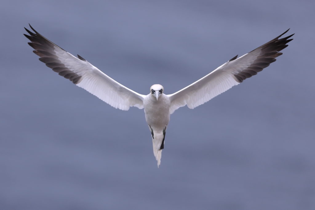 Un oeil sur la Nature | ÉCOSSE – Les oiseaux marins de la Côte Est