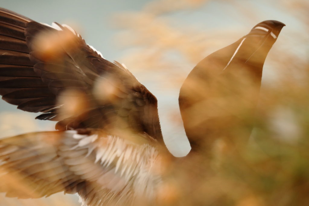 Un oeil sur la Nature | ÉCOSSE – Les oiseaux marins de la Côte Est