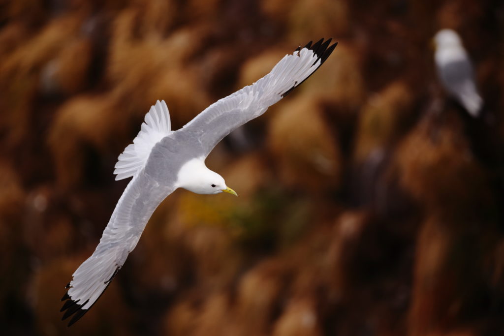 Un oeil sur la Nature | ÉCOSSE – Les oiseaux marins de la Côte Est