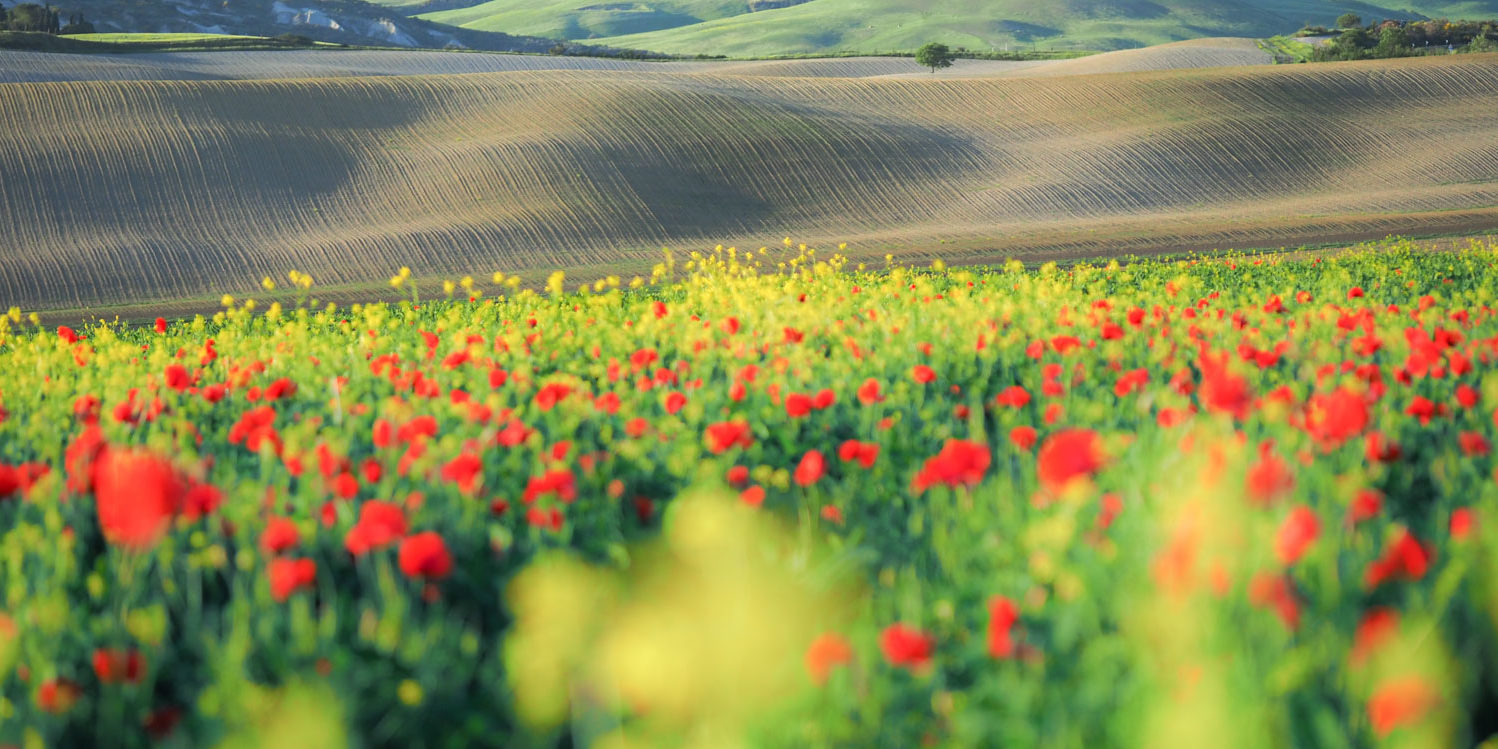 P5124386 superbe champ de fleurs en Toscane