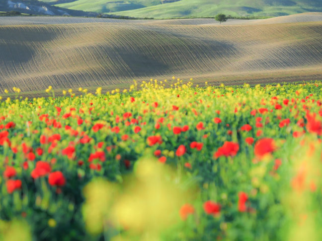 superbe champ de fleurs en Toscane