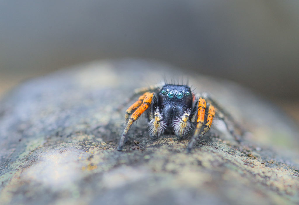 Un oeil sur la Nature | FRANCE – Trésors de Haute-Provence