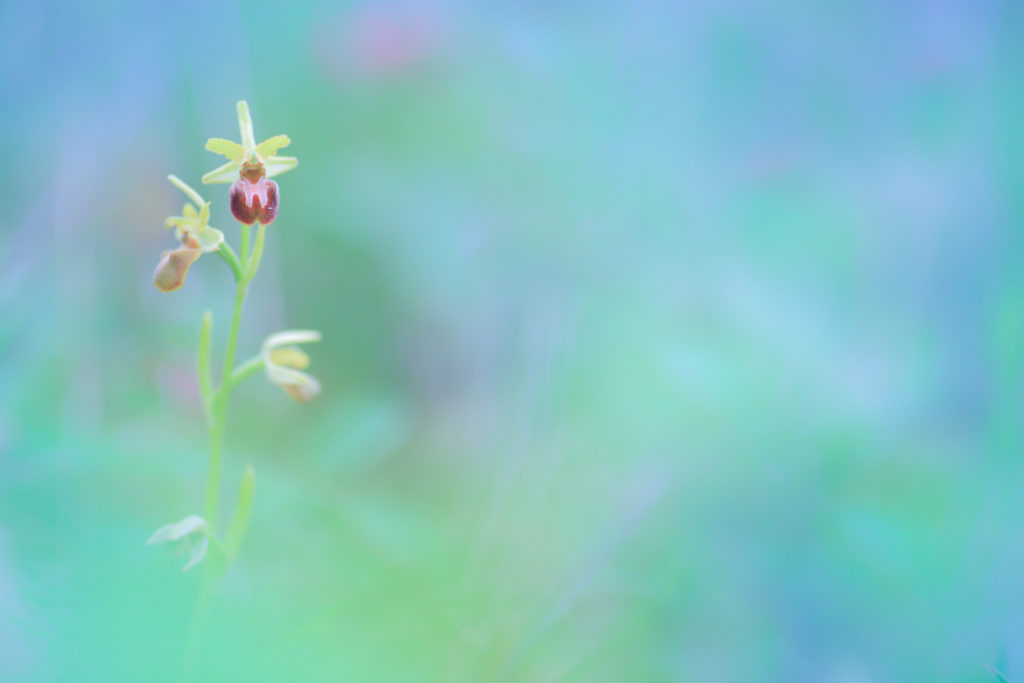 Un oeil sur la Nature | FRANCE – Trésors de Haute-Provence