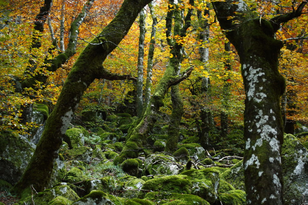 Un oeil sur la Nature | FRANCE – Ambiances automnales en Cévennes