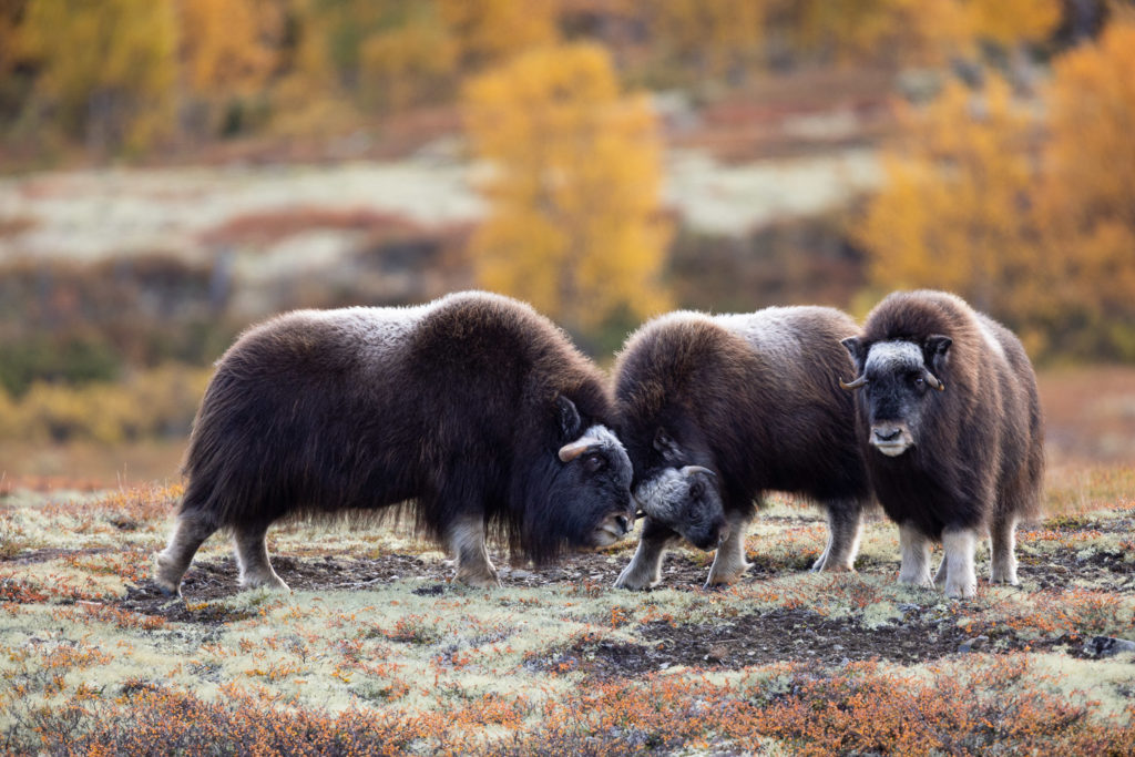 boeufs musqués de Dovrefjell en automne