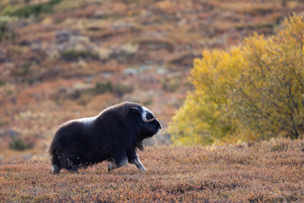 Un oeil sur la Nature | NORVÈGE – Bœufs musqués en automne