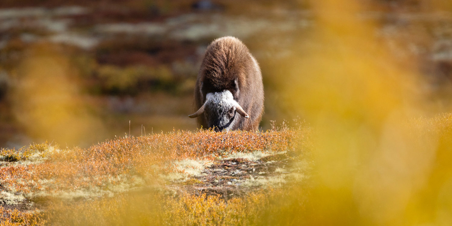 Dans l’oeil du « moskus » femelle boeuf musqué à travers les couleurs d'automne durant un voyage photo en Norvège