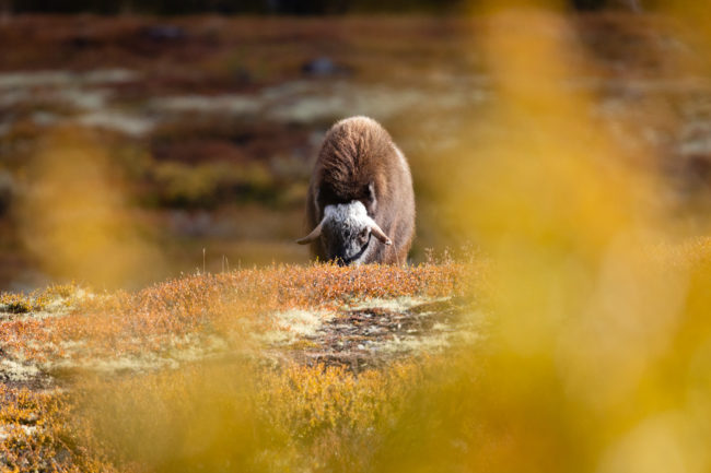 femelle boeuf musqué à travers les couleurs d'automne durant un voyage photo en Norvège