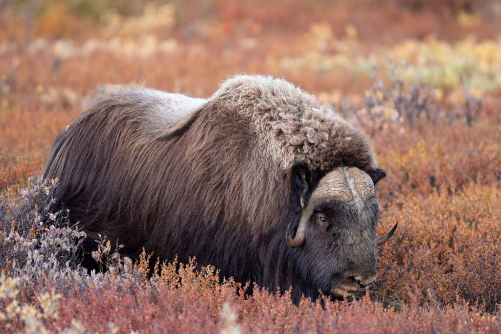 mâle dominant de boeuf musqué dans le parc national de Dovrefjell