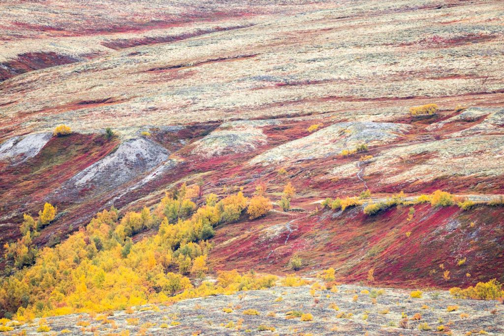 couleurs d'automne de la Døralen, massif de Rondane en Norvège