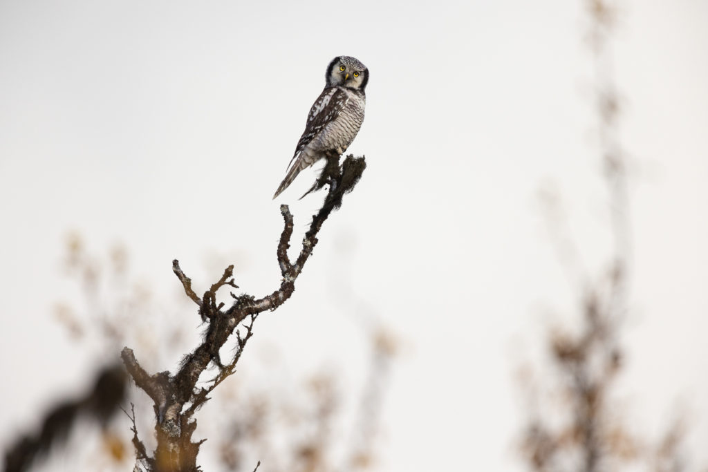 Un oeil sur la Nature | NORVÈGE – Bœufs musqués en automne