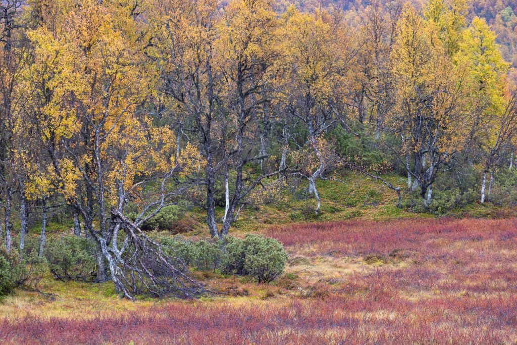 paysage de Norvège en automne