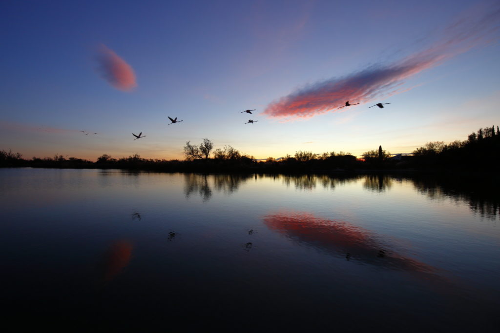 Un oeil sur la Nature | FRANCE – La parade du flamant rose